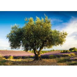 Puzzle Schmidt: Măslini în Provence, 1000 piese